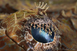 Eye of a Crocodilefish (Cymbacephalus beauforti). I like ... by Michael Henke 